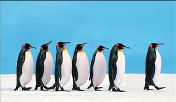 Leadership Penguins